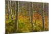 Utah, Wasatch Cache National Forest. Aspen Trees and Bracken Fern-Jaynes Gallery-Mounted Photographic Print