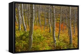 Utah, Wasatch Cache National Forest. Aspen Trees and Bracken Fern-Jaynes Gallery-Framed Stretched Canvas