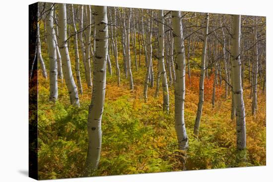 Utah, Wasatch Cache National Forest. Aspen Trees and Bracken Fern-Jaynes Gallery-Stretched Canvas