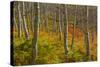 Utah, Wasatch Cache National Forest. Aspen Trees and Bracken Fern-Jaynes Gallery-Stretched Canvas