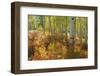 Utah, Wasatch Cache National Forest. Bracken Ferns and Aspen Trees-Jaynes Gallery-Framed Photographic Print