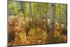 Utah, Wasatch Cache National Forest. Bracken Ferns and Aspen Trees-Jaynes Gallery-Mounted Photographic Print