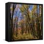 Utah, Wasatch Cache National Forest. Fall Maple Trees-Jaynes Gallery-Framed Stretched Canvas