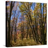 Utah, Wasatch Cache National Forest. Fall Maple Trees-Jaynes Gallery-Stretched Canvas