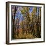 Utah, Wasatch Cache National Forest. Fall Maple Trees-Jaynes Gallery-Framed Photographic Print