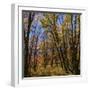 Utah, Wasatch Cache National Forest. Fall Maple Trees-Jaynes Gallery-Framed Photographic Print