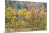 Utah, Wasatch Mountains. Autumn Maples in Logan Canyon-Jaynes Gallery-Mounted Premium Photographic Print