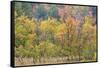 Utah, Wasatch Mountains. Autumn Maples in Logan Canyon-Jaynes Gallery-Framed Stretched Canvas