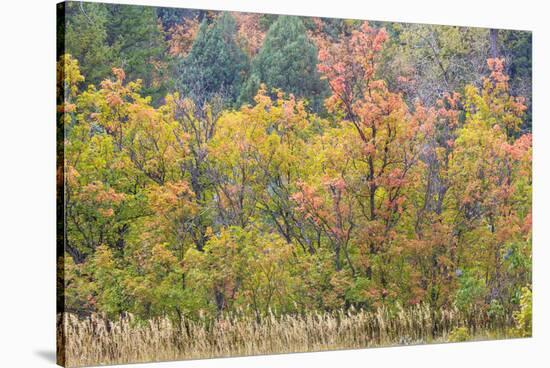 Utah, Wasatch Mountains. Autumn Maples in Logan Canyon-Jaynes Gallery-Stretched Canvas