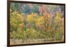 Utah, Wasatch Mountains. Autumn Maples in Logan Canyon-Jaynes Gallery-Framed Photographic Print