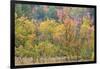 Utah, Wasatch Mountains. Autumn Maples in Logan Canyon-Jaynes Gallery-Framed Photographic Print