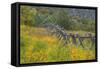 Utah, Wasatch Mountains. Fence and Meadow Landscape-Jaynes Gallery-Framed Stretched Canvas