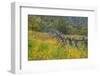 Utah, Wasatch Mountains. Fence and Meadow Landscape-Jaynes Gallery-Framed Photographic Print