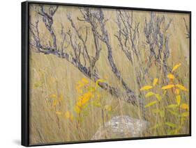 Utah, Wasatch Mountains. Sagebrush and Common Dogbane in Fall Meadow-Jaynes Gallery-Framed Photographic Print