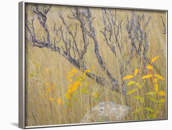 Utah, Wasatch Mountains. Sagebrush and Common Dogbane in Fall Meadow-Jaynes Gallery-Framed Photographic Print