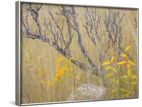 Utah, Wasatch Mountains. Sagebrush and Common Dogbane in Fall Meadow-Jaynes Gallery-Framed Photographic Print