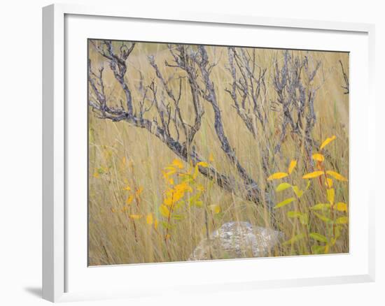 Utah, Wasatch Mountains. Sagebrush and Common Dogbane in Fall Meadow-Jaynes Gallery-Framed Photographic Print