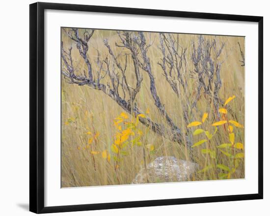 Utah, Wasatch Mountains. Sagebrush and Common Dogbane in Fall Meadow-Jaynes Gallery-Framed Photographic Print