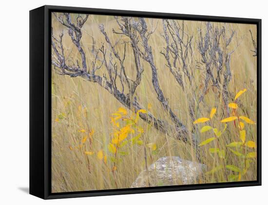 Utah, Wasatch Mountains. Sagebrush and Common Dogbane in Fall Meadow-Jaynes Gallery-Framed Stretched Canvas