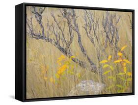 Utah, Wasatch Mountains. Sagebrush and Common Dogbane in Fall Meadow-Jaynes Gallery-Framed Stretched Canvas