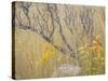Utah, Wasatch Mountains. Sagebrush and Common Dogbane in Fall Meadow-Jaynes Gallery-Stretched Canvas