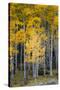 Utah. Yellow Aspen, Flaming Gorge National Recreation Area-Judith Zimmerman-Stretched Canvas