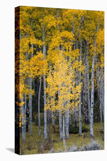 Utah. Yellow Aspen, Flaming Gorge National Recreation Area-Judith Zimmerman-Stretched Canvas