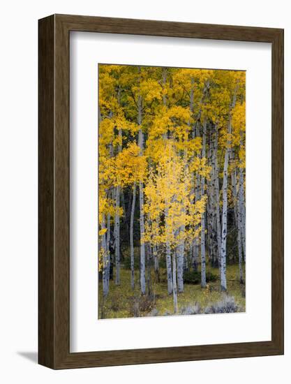 Utah. Yellow Aspen, Flaming Gorge National Recreation Area-Judith Zimmerman-Framed Photographic Print