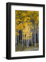 Utah. Yellow Aspen, Flaming Gorge National Recreation Area-Judith Zimmerman-Framed Photographic Print