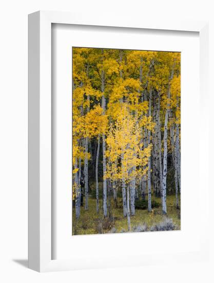 Utah. Yellow Aspen, Flaming Gorge National Recreation Area-Judith Zimmerman-Framed Photographic Print