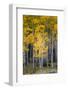 Utah. Yellow Aspen, Flaming Gorge National Recreation Area-Judith Zimmerman-Framed Photographic Print