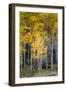 Utah. Yellow Aspen, Flaming Gorge National Recreation Area-Judith Zimmerman-Framed Photographic Print