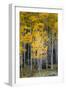 Utah. Yellow Aspen, Flaming Gorge National Recreation Area-Judith Zimmerman-Framed Photographic Print