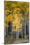 Utah. Yellow Aspen, Flaming Gorge National Recreation Area-Judith Zimmerman-Mounted Photographic Print