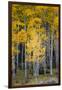 Utah. Yellow Aspen, Flaming Gorge National Recreation Area-Judith Zimmerman-Framed Photographic Print