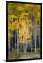 Utah. Yellow Aspen, Flaming Gorge National Recreation Area-Judith Zimmerman-Framed Photographic Print