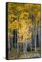 Utah. Yellow Aspen, Flaming Gorge National Recreation Area-Judith Zimmerman-Framed Stretched Canvas