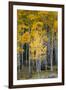 Utah. Yellow Aspen, Flaming Gorge National Recreation Area-Judith Zimmerman-Framed Photographic Print