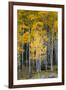 Utah. Yellow Aspen, Flaming Gorge National Recreation Area-Judith Zimmerman-Framed Photographic Print