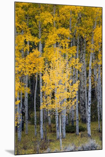 Utah. Yellow Aspen, Flaming Gorge National Recreation Area-Judith Zimmerman-Mounted Photographic Print