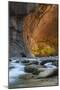 Utah, Zion National Park. Autumn Foliage on Wall Inside the Narrows, with Rocks and Virgin River-Judith Zimmerman-Mounted Photographic Print