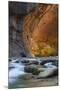 Utah, Zion National Park. Autumn Foliage on Wall Inside the Narrows, with Rocks and Virgin River-Judith Zimmerman-Mounted Photographic Print