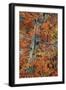 Utah, Zion National Park. Autumn Maple Leaves and Tree-Judith Zimmerman-Framed Photographic Print