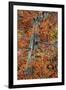 Utah, Zion National Park. Autumn Maple Leaves and Tree-Judith Zimmerman-Framed Photographic Print