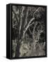 Utah, Zion National Park, Bare Silver Trees, Temple of Sinawava Area, Winter, USA-Walter Bibikow-Framed Stretched Canvas