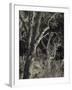 Utah, Zion National Park, Bare Silver Trees, Temple of Sinawava Area, Winter, USA-Walter Bibikow-Framed Photographic Print