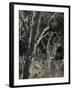 Utah, Zion National Park, Bare Silver Trees, Temple of Sinawava Area, Winter, USA-Walter Bibikow-Framed Photographic Print