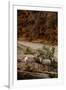 Utah, Zion National Park, Big Horn Sheep Gathered on Rocky Ledge with Autumn Foliage in Background-Judith Zimmerman-Framed Photographic Print