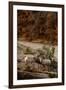 Utah, Zion National Park, Big Horn Sheep Gathered on Rocky Ledge with Autumn Foliage in Background-Judith Zimmerman-Framed Photographic Print