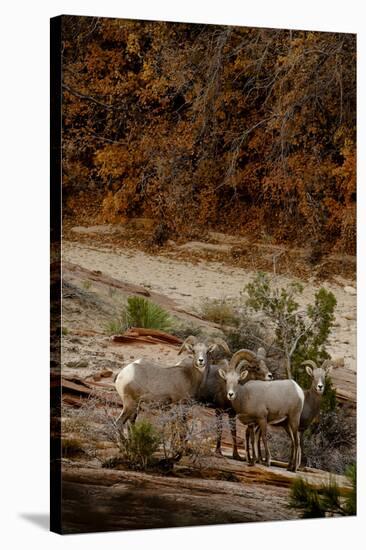 Utah, Zion National Park, Big Horn Sheep Gathered on Rocky Ledge with Autumn Foliage in Background-Judith Zimmerman-Stretched Canvas